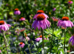 echinacea