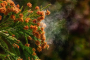 seizoensgebonden allergieen