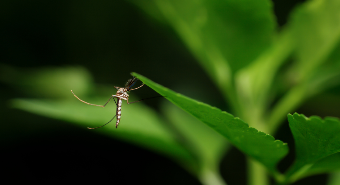 Wat zijn natuurlijke alternatieven voor DEET?