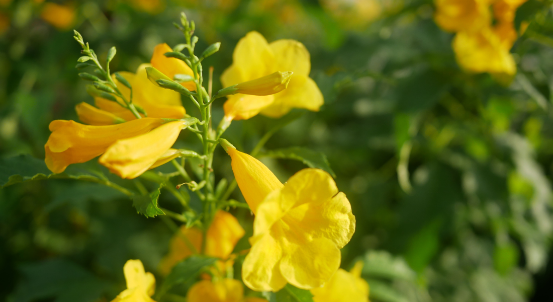 Maskerbloem