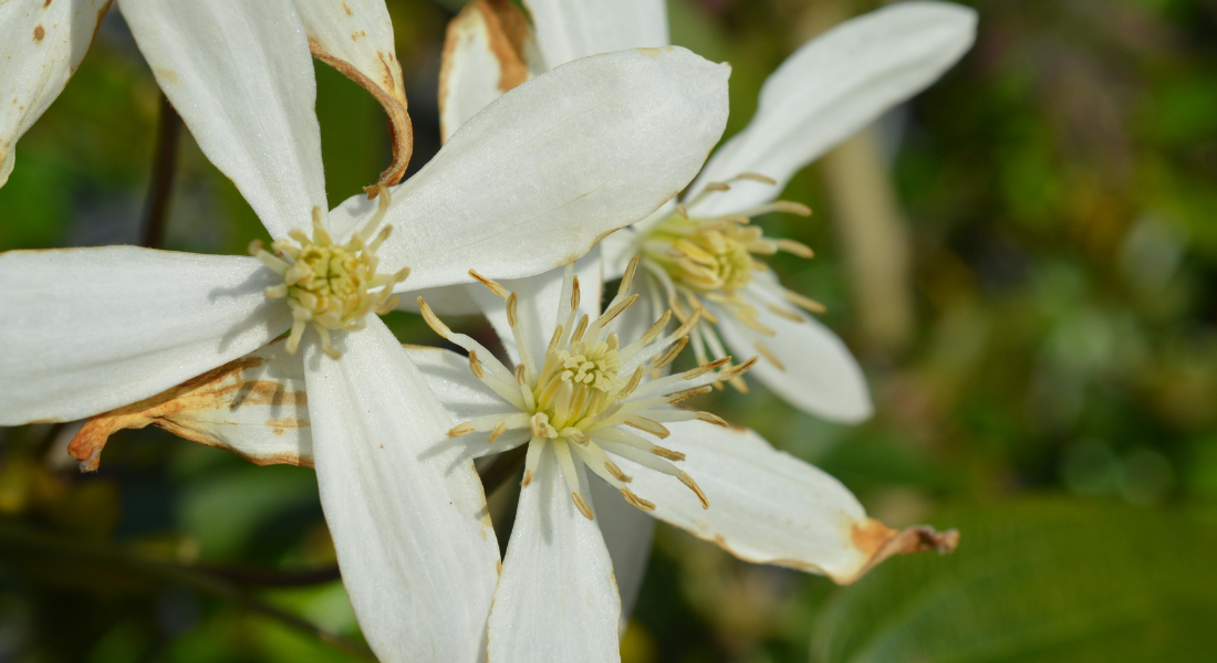 Aster