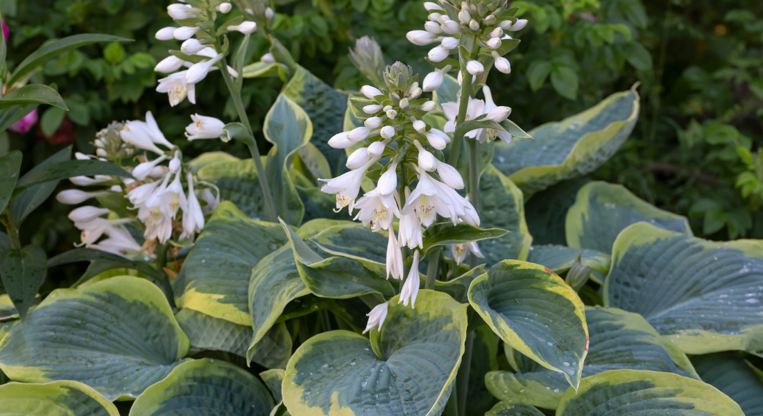 Hosta