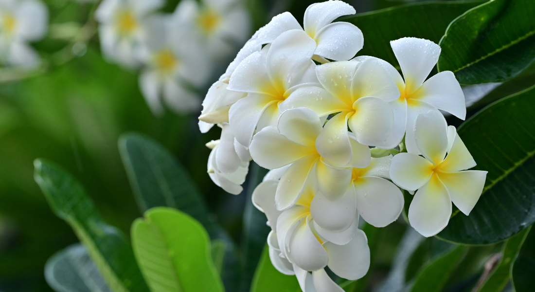 Kun je meer vertellen over de essentiële olie frangipani?