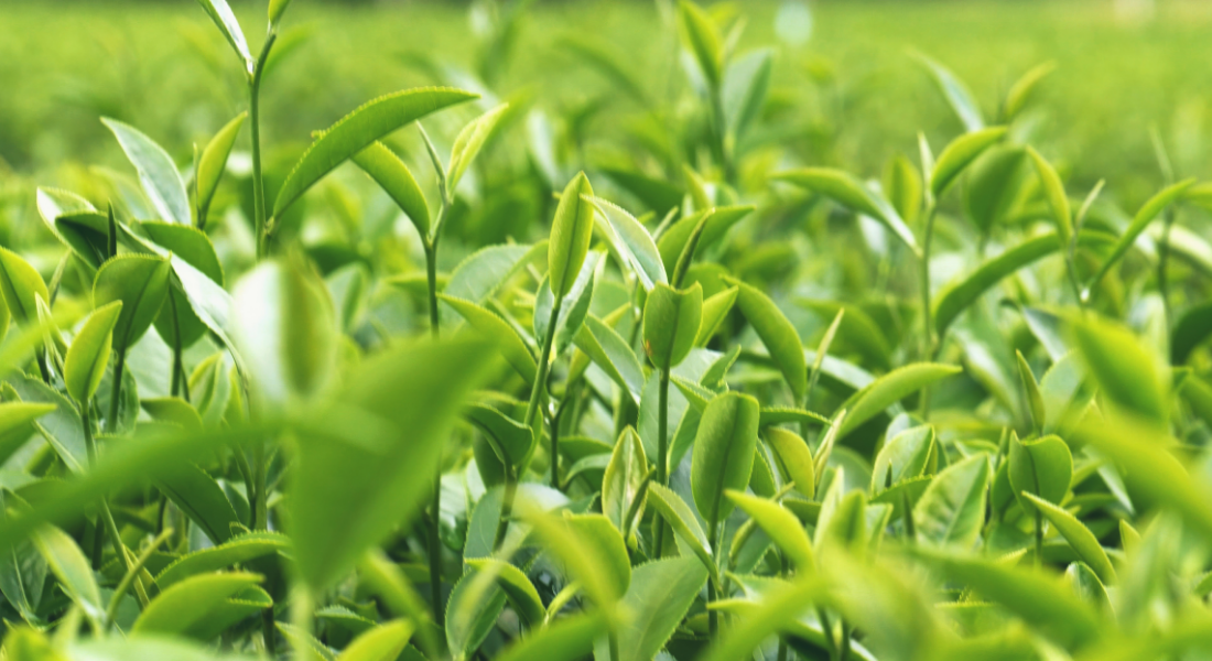 Tea Tree
