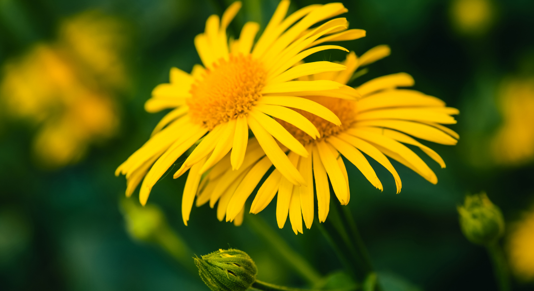 Arnica Maceraat
