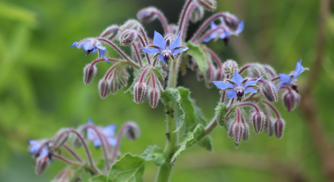 Borago officinalis