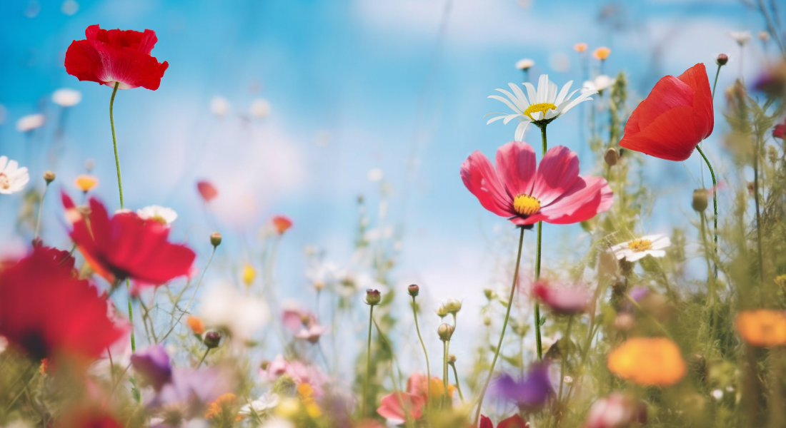 Lente