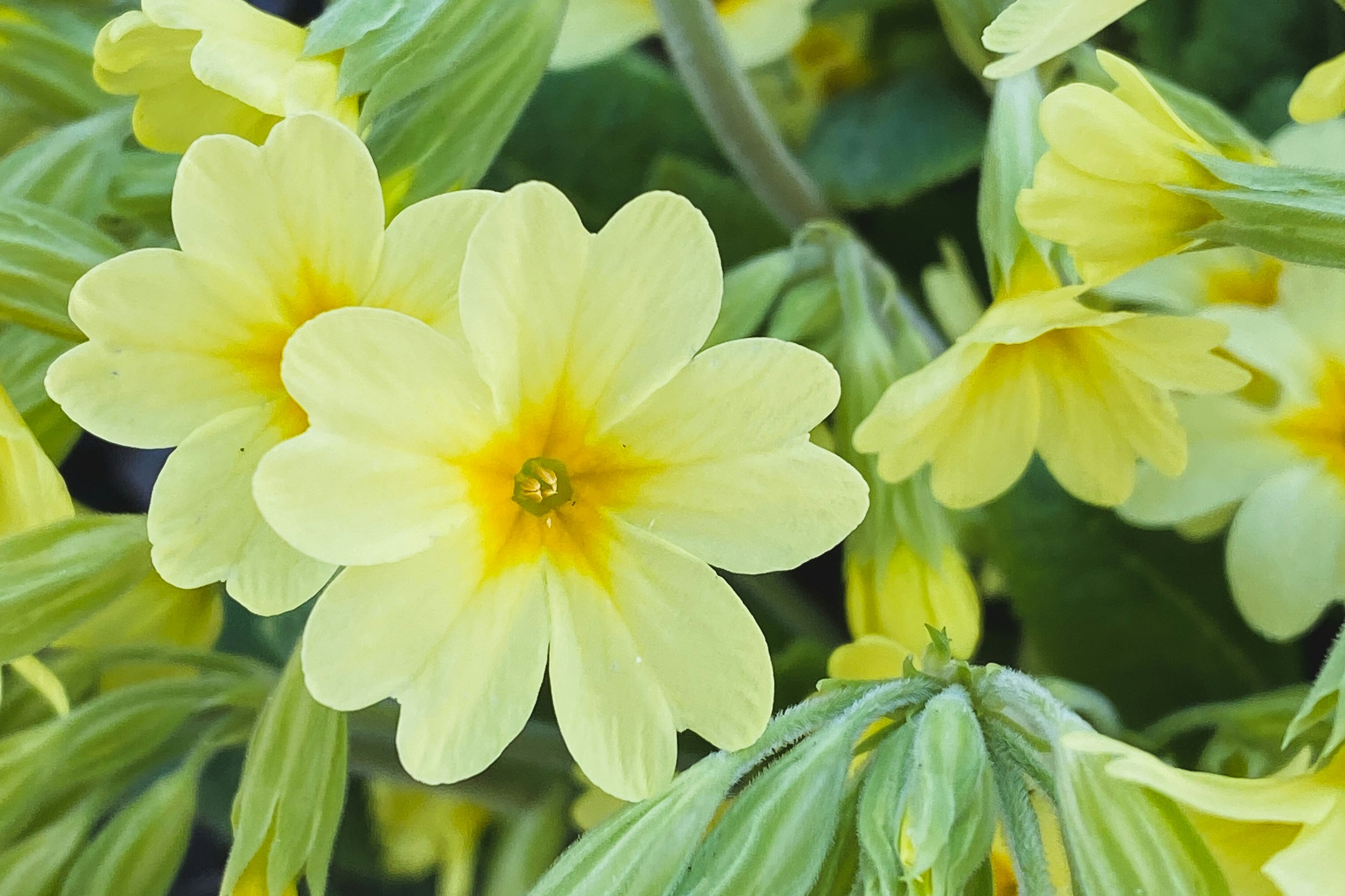 passiebloem