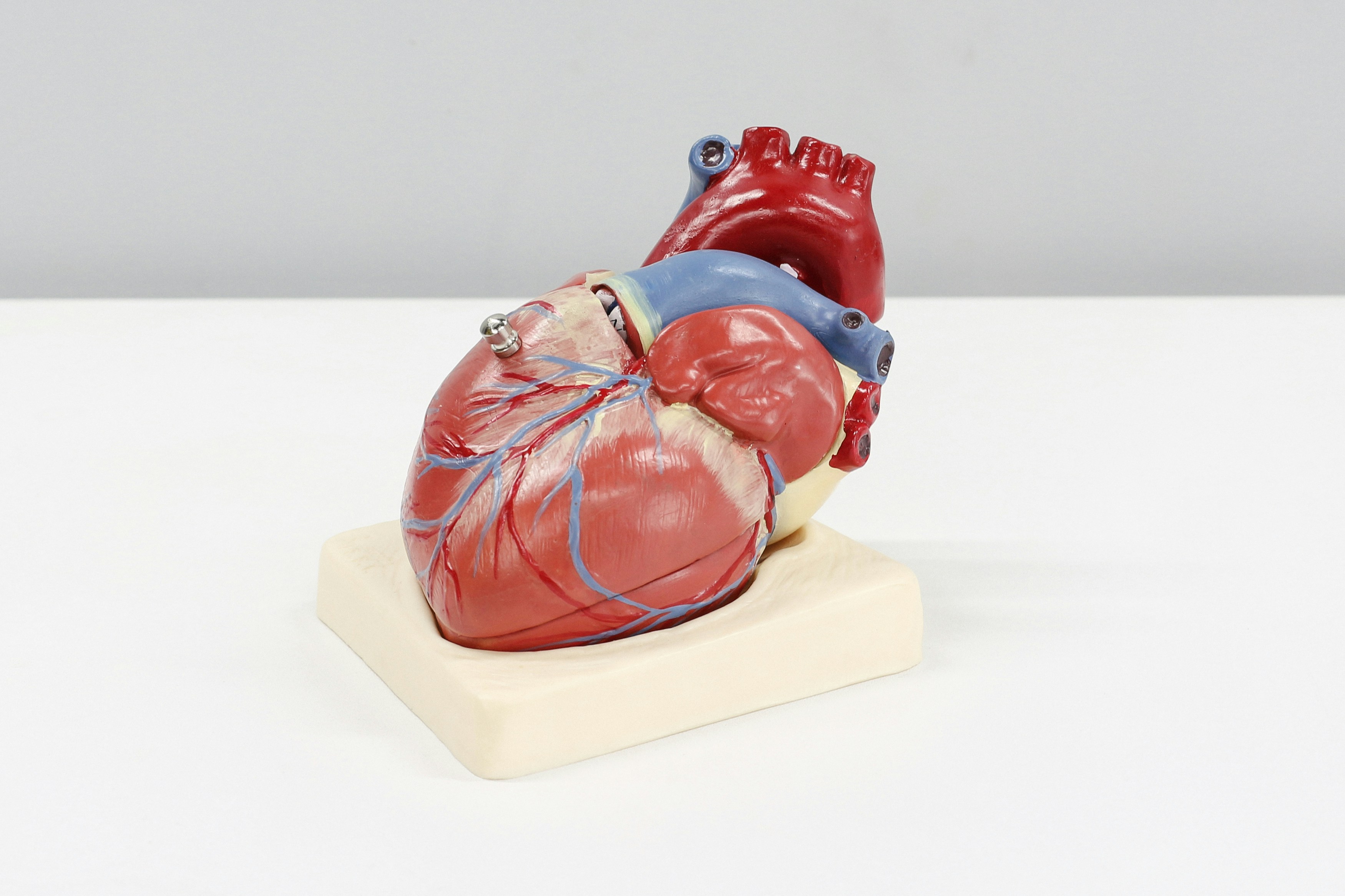 Cardiovasculaire training: De sleutel tot een sterk hart en optimale conditie