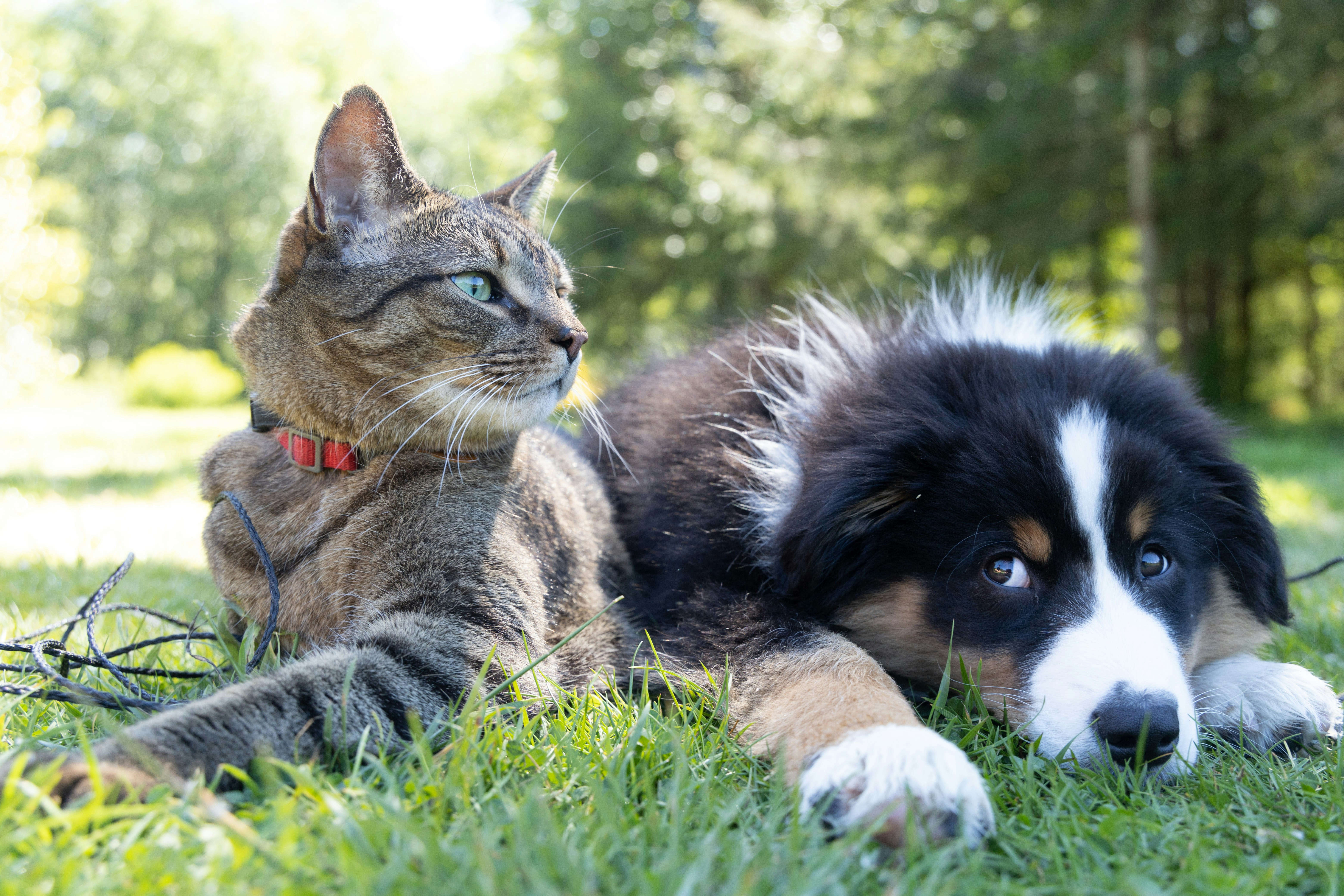 Wat is de beste voeding voor jouw hond of kat?