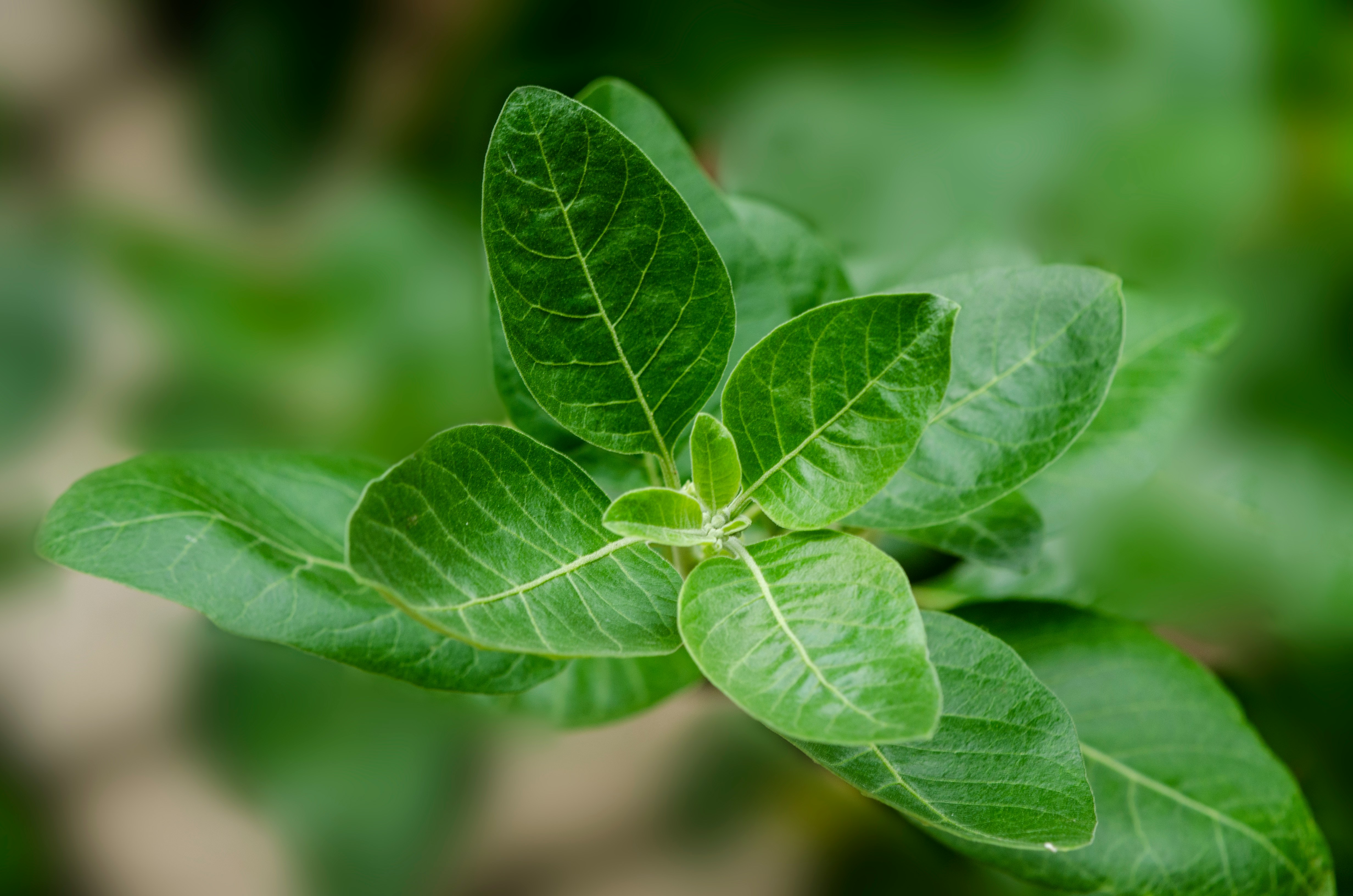 Ashwagandha: het adaptogeen dat lichaam en geest in balans brengt