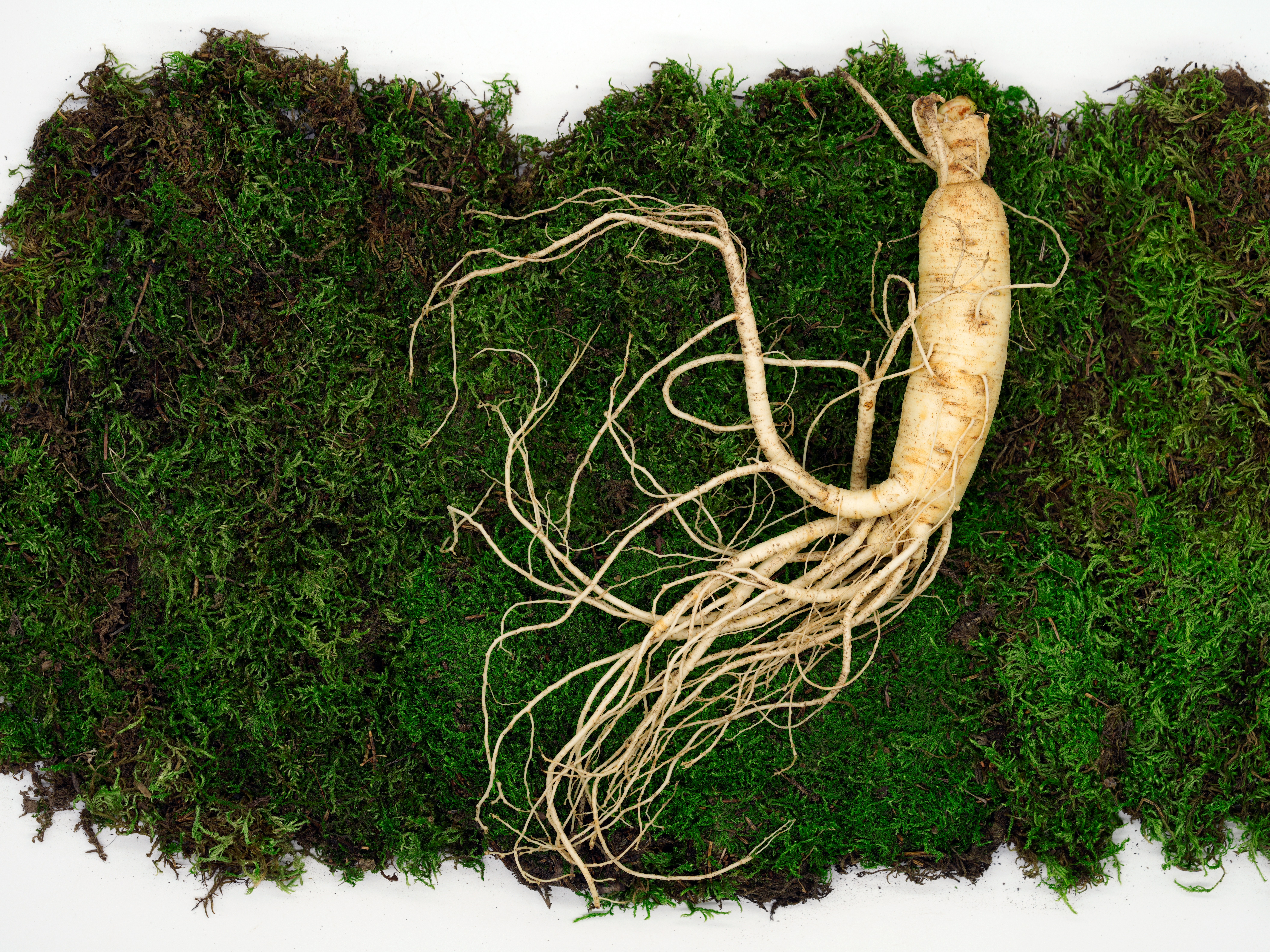 Ginseng: natuurlijke energie en mentale focus uit de wortel