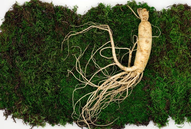 Ginseng: natuurlijke energie en mentale focus uit de wortel