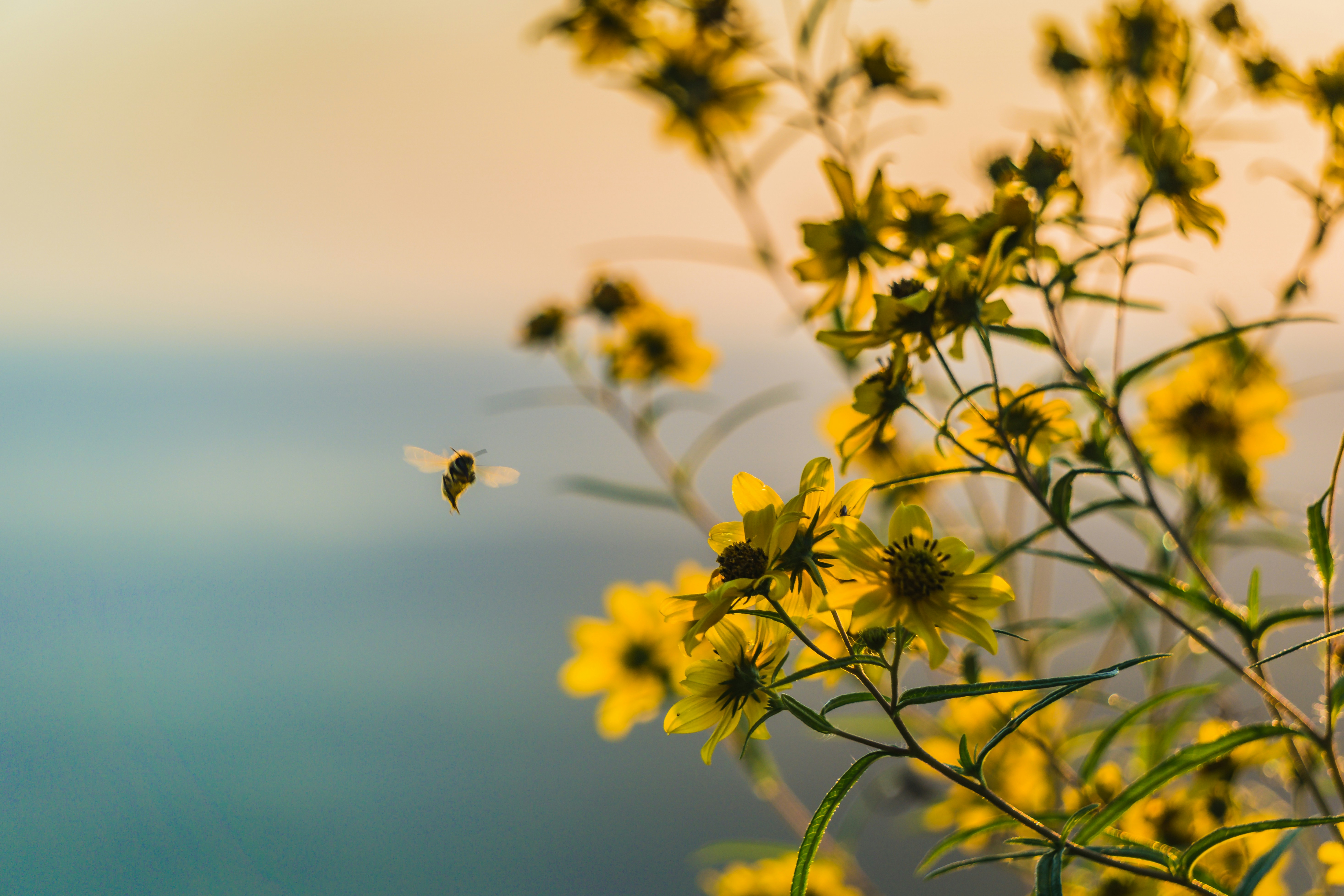 Wat zijn bijenpollen?