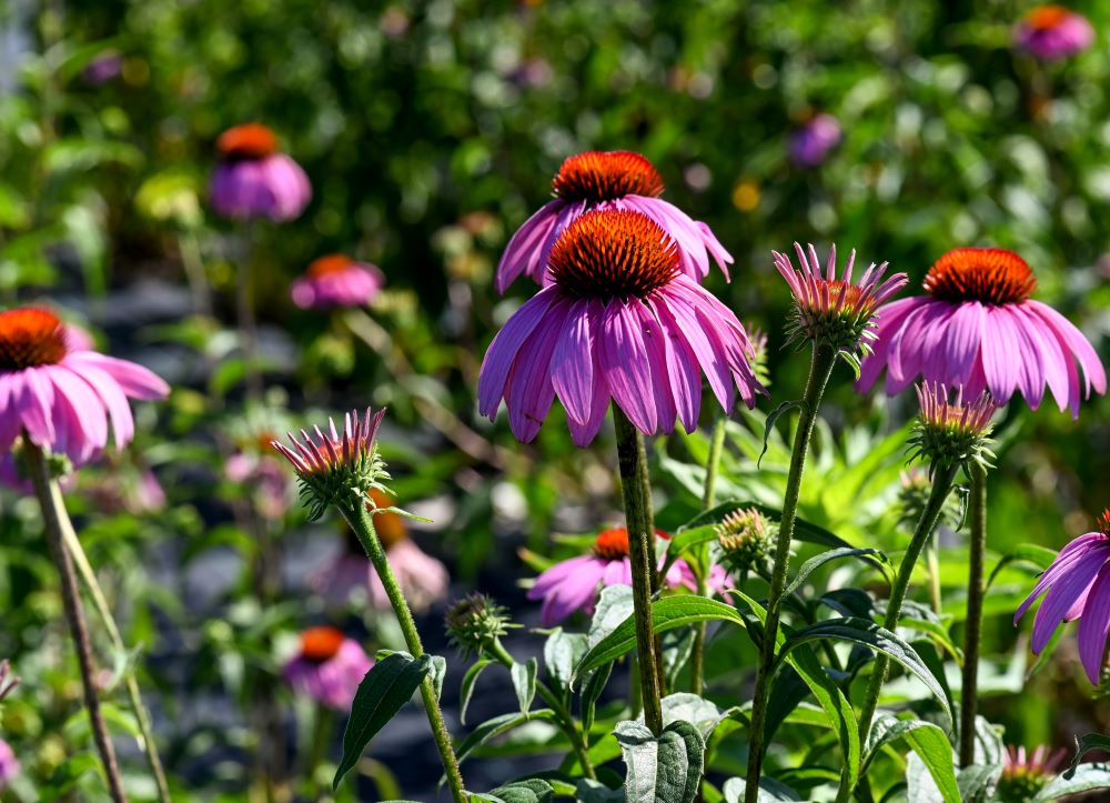 echinacea