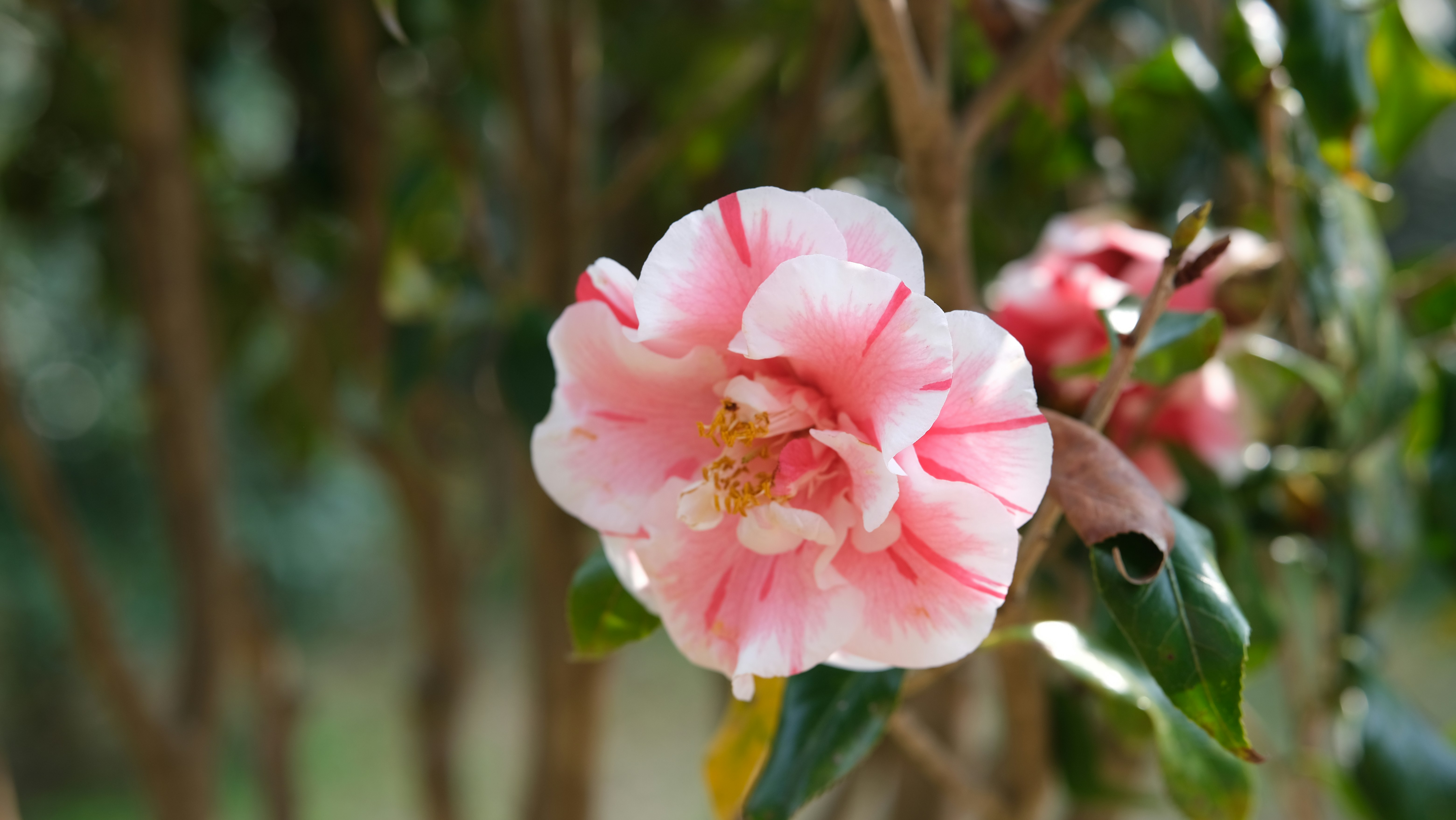 Kamille: kalmerend kruid voor lichaam en geest