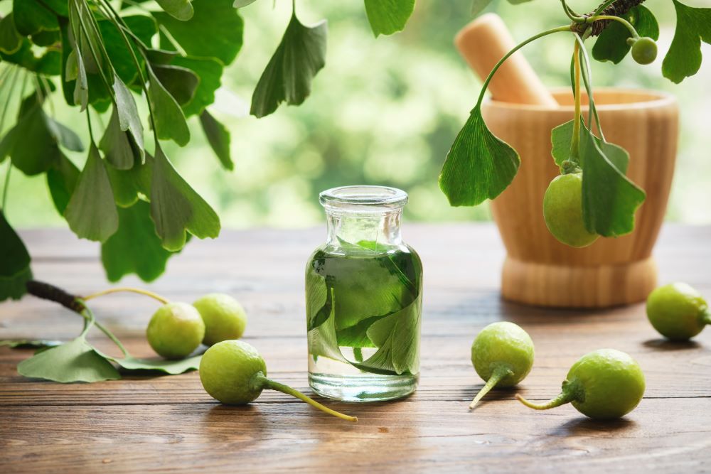 ginkgo biloba