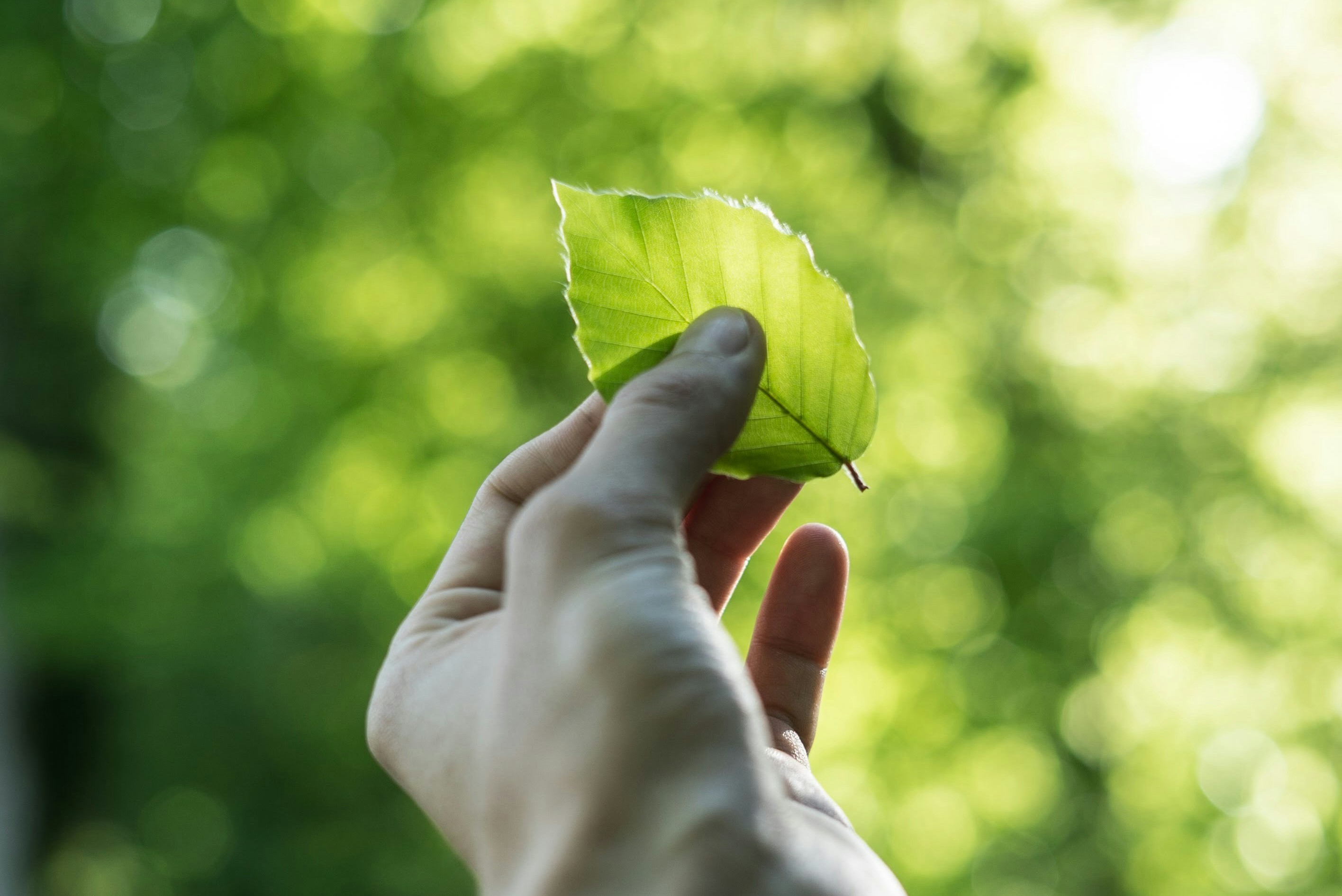 greenwashing
