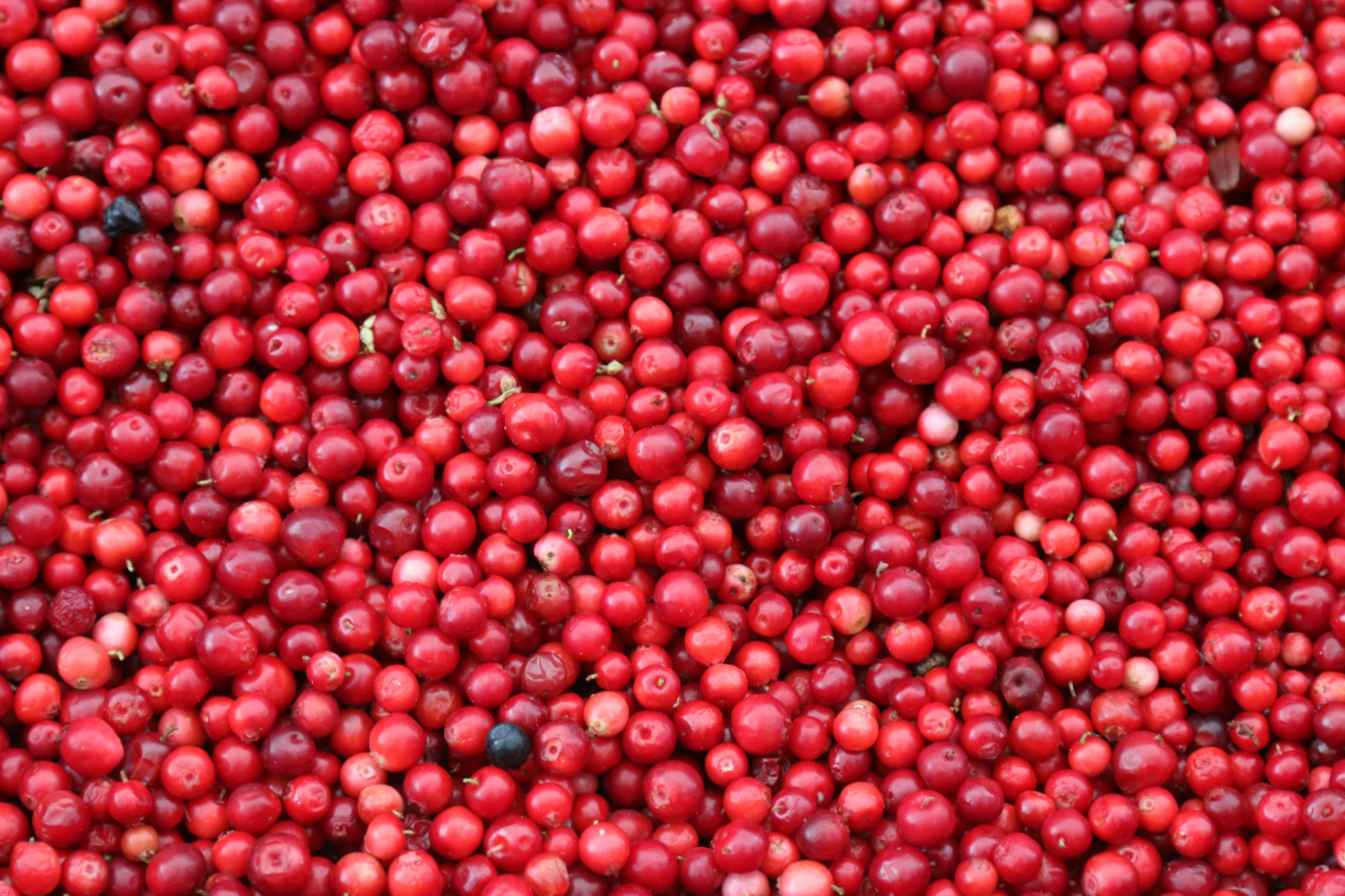 Cranberry: natuurlijke ondersteuning voor blaas en darmen
