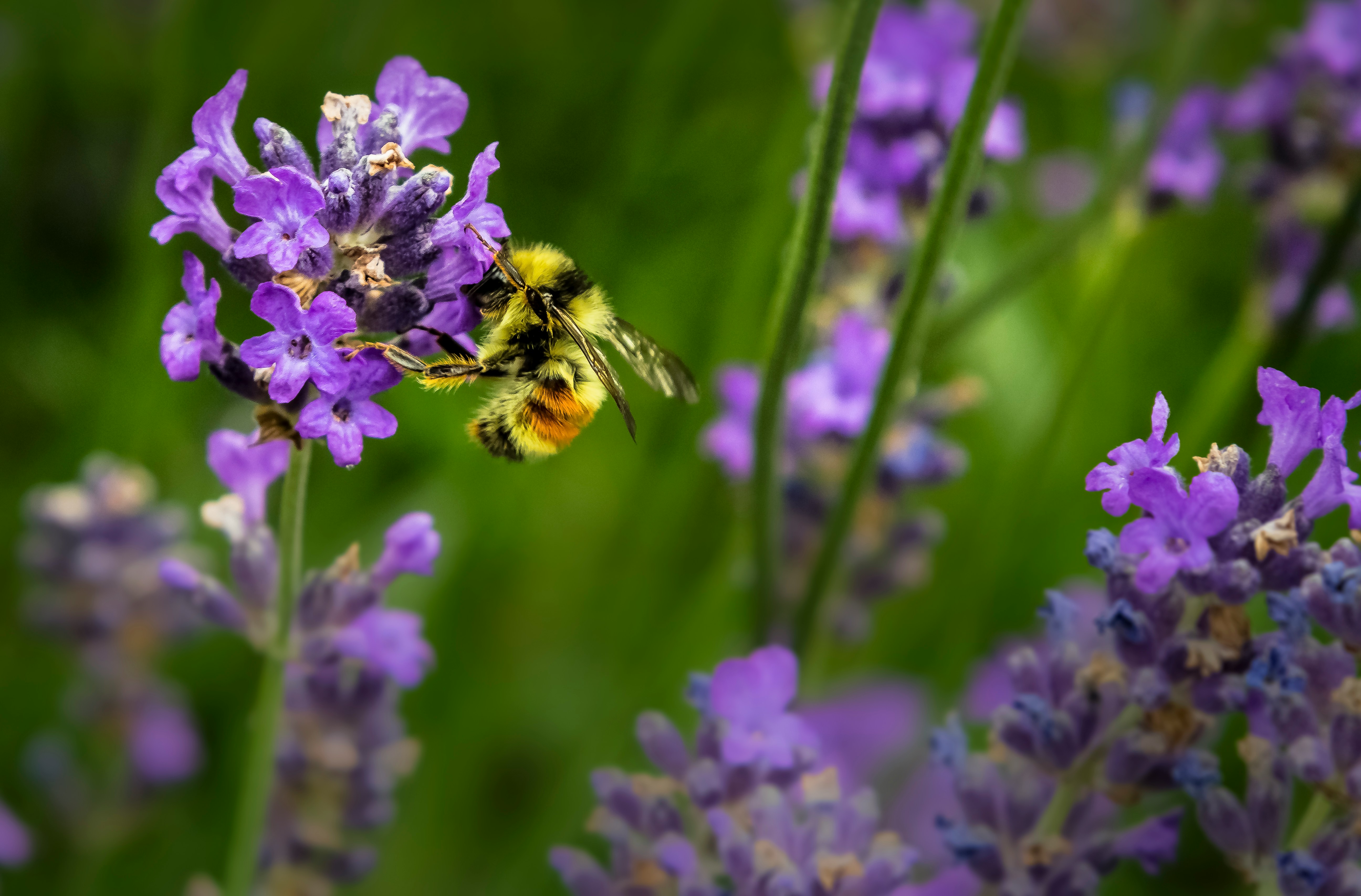 Propolis: het natuurlijke bijenproduct voor huid en gezondheid