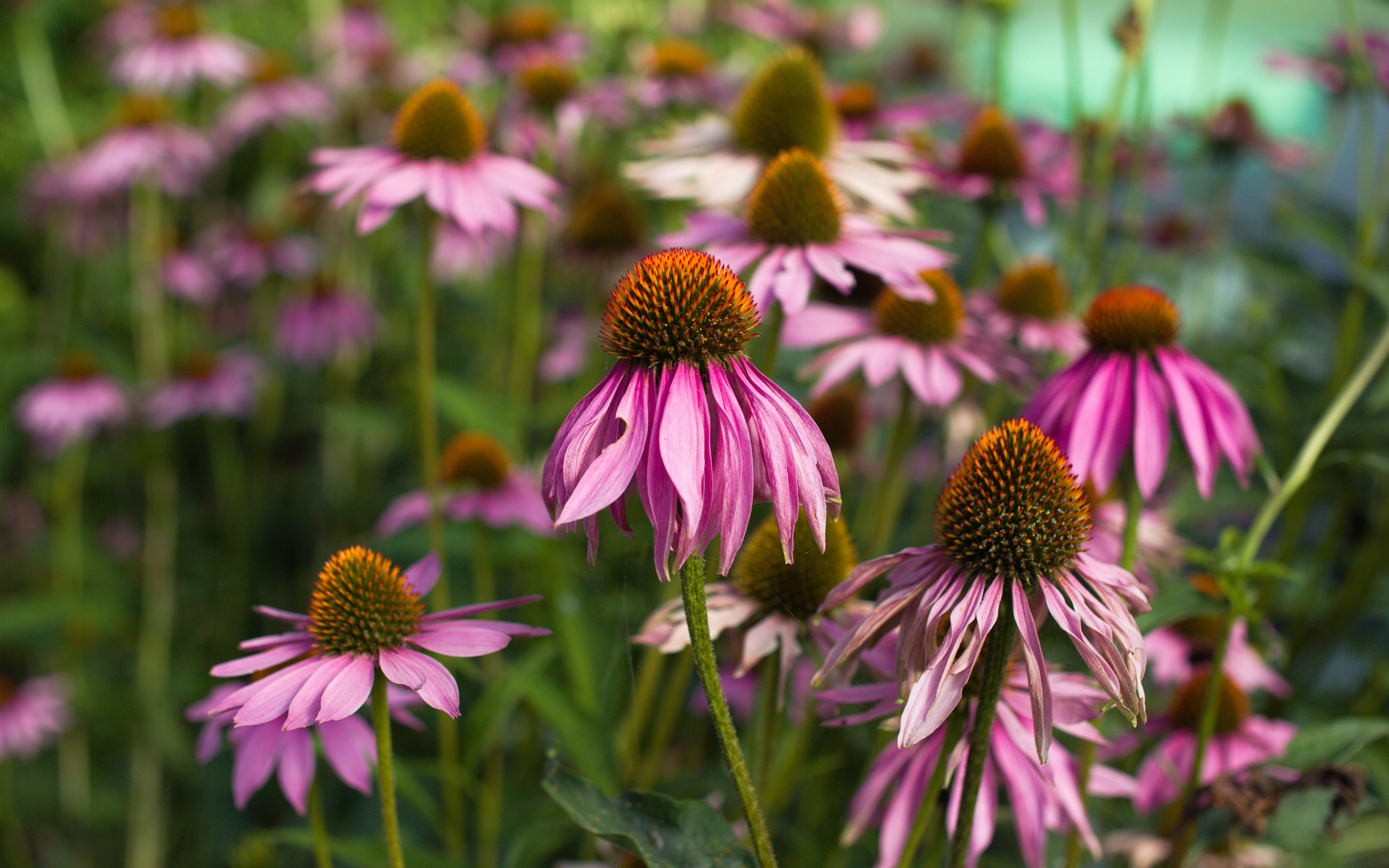 Echinacea: werking, toepassingen en voordelen voor je gezondheid