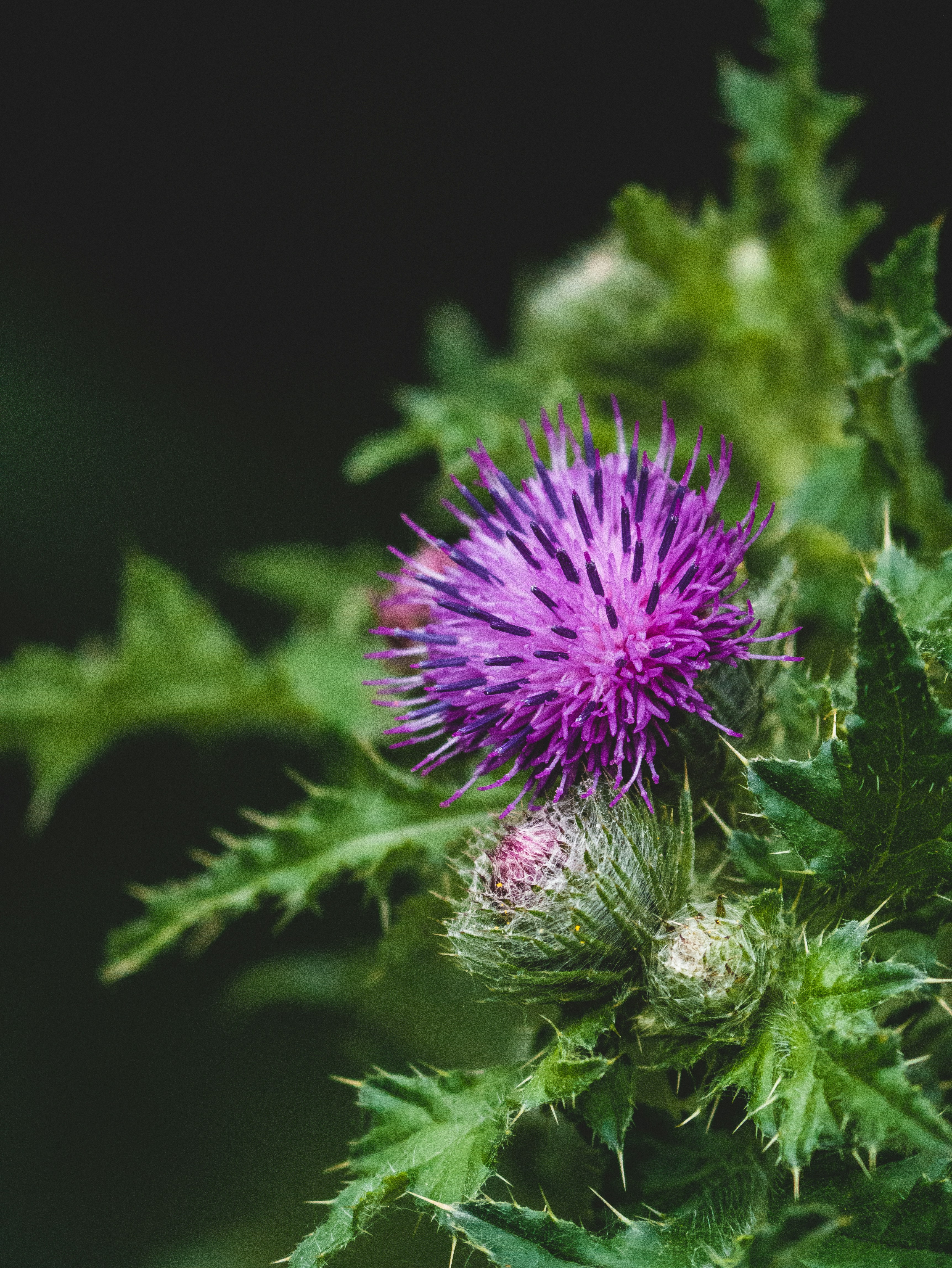 Wat is mariadistel (Silybum marianum)?