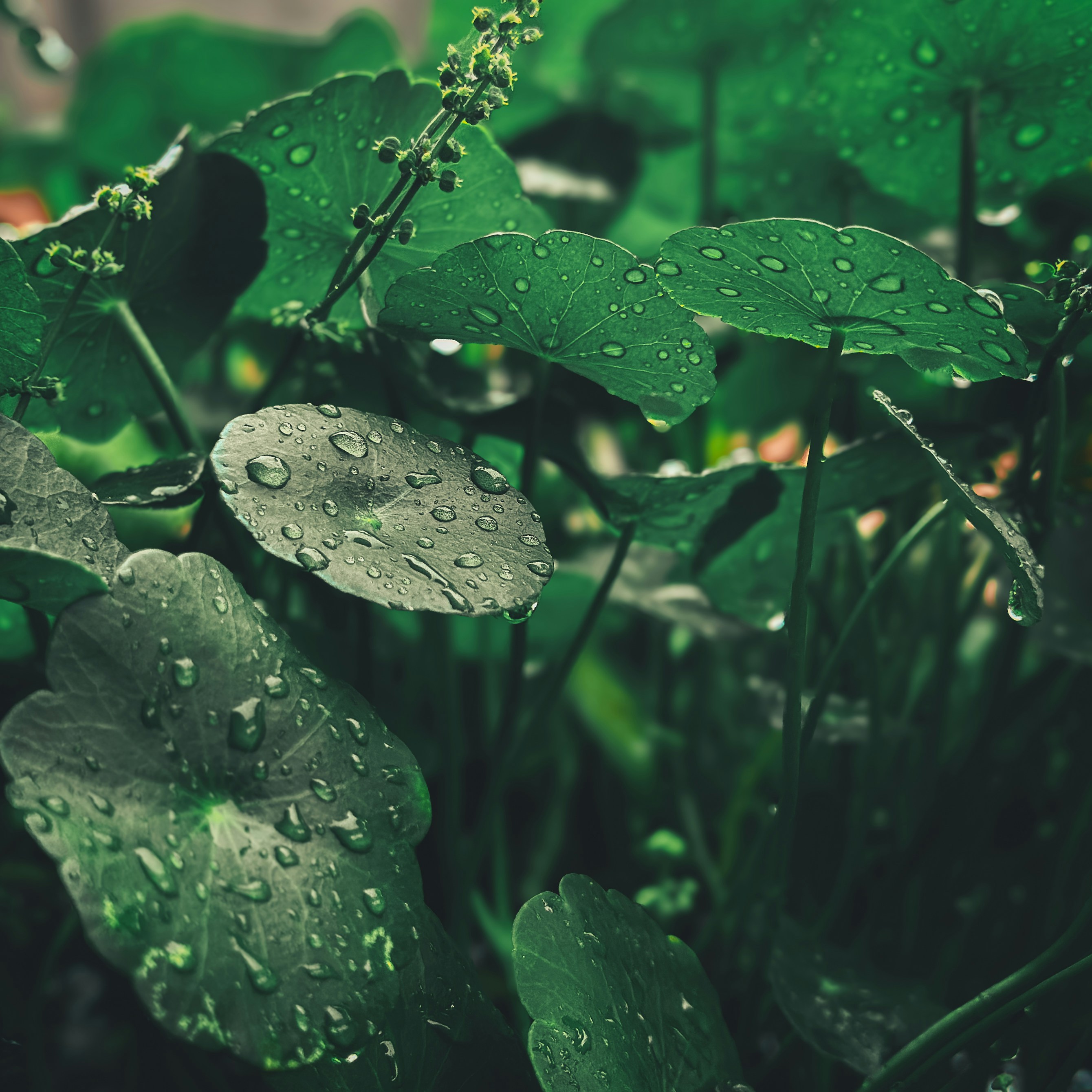 Gotu kola: het kruid van helderheid en herstel