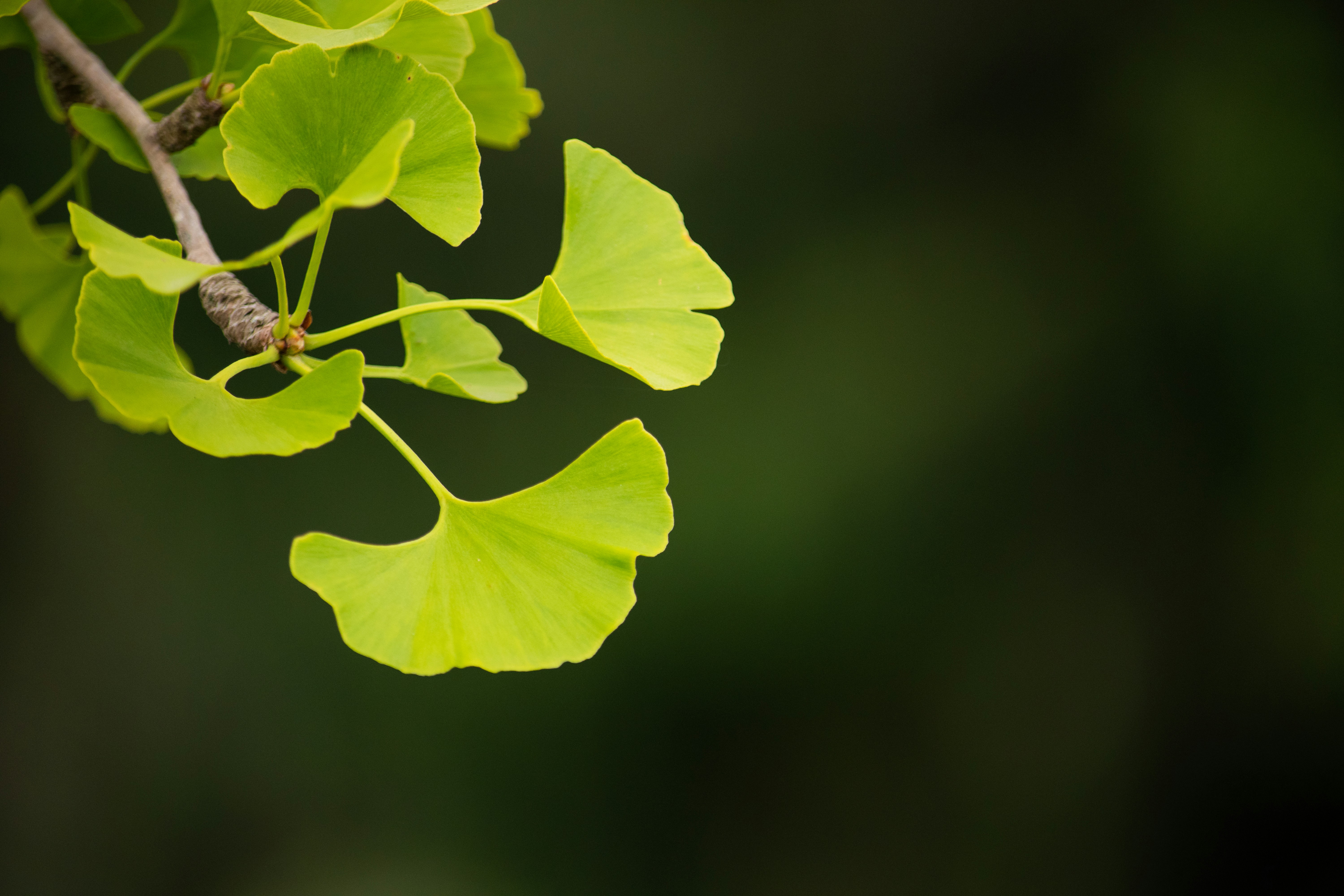 Wat is ginkgo biloba?