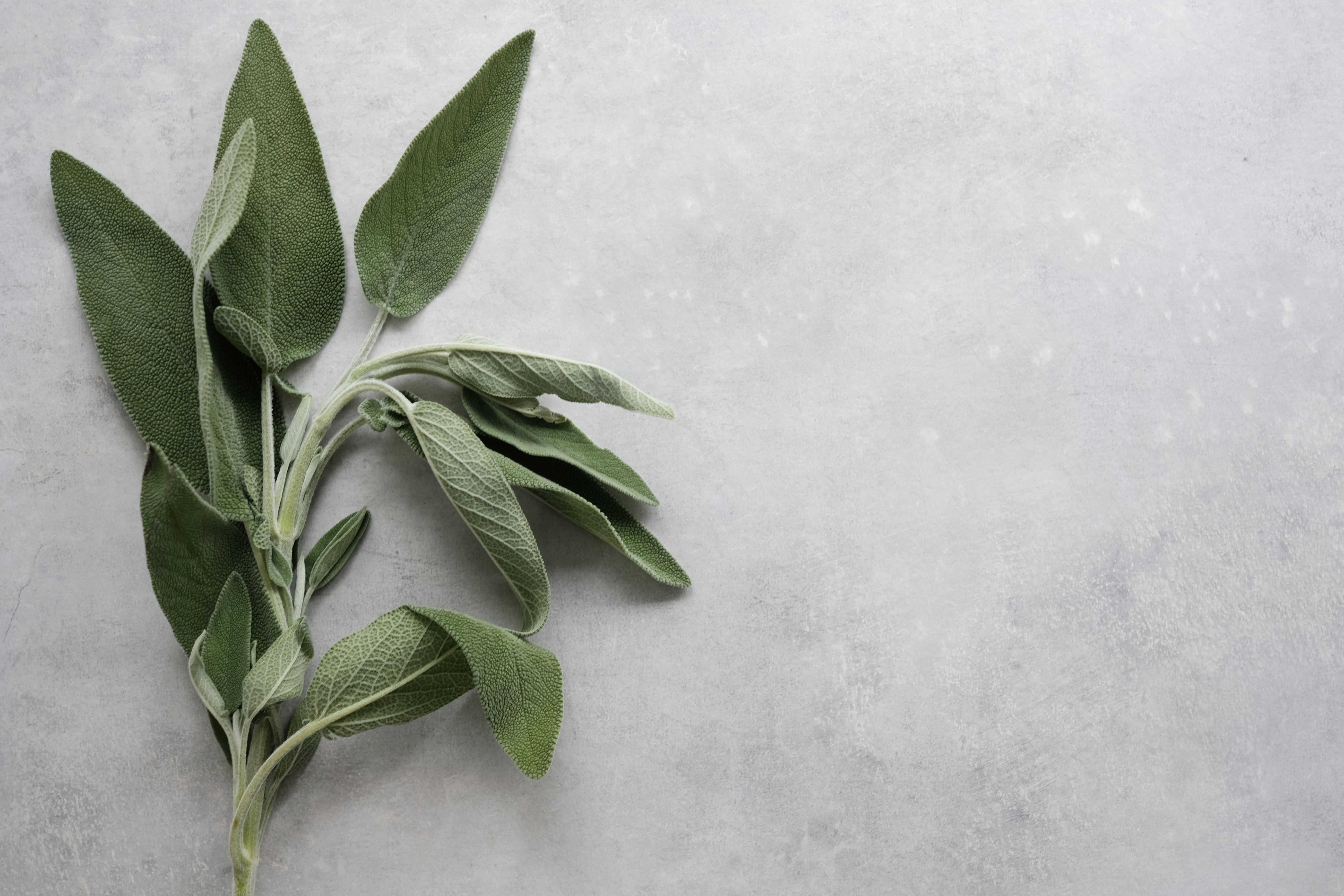 Salie (Salvia): veelzijdig kruid met krachtige werking
