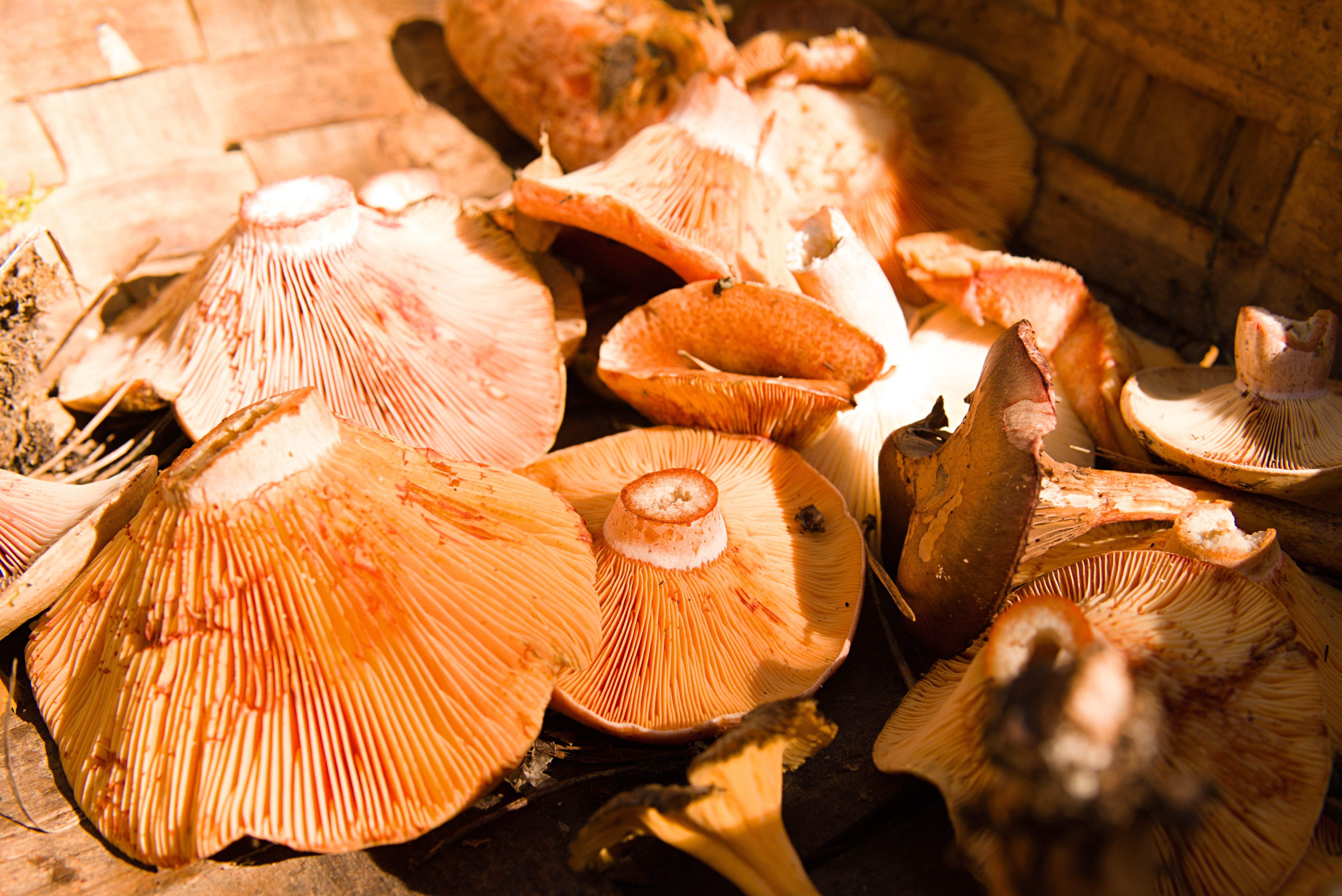 mand gevuld met paddenstoelen