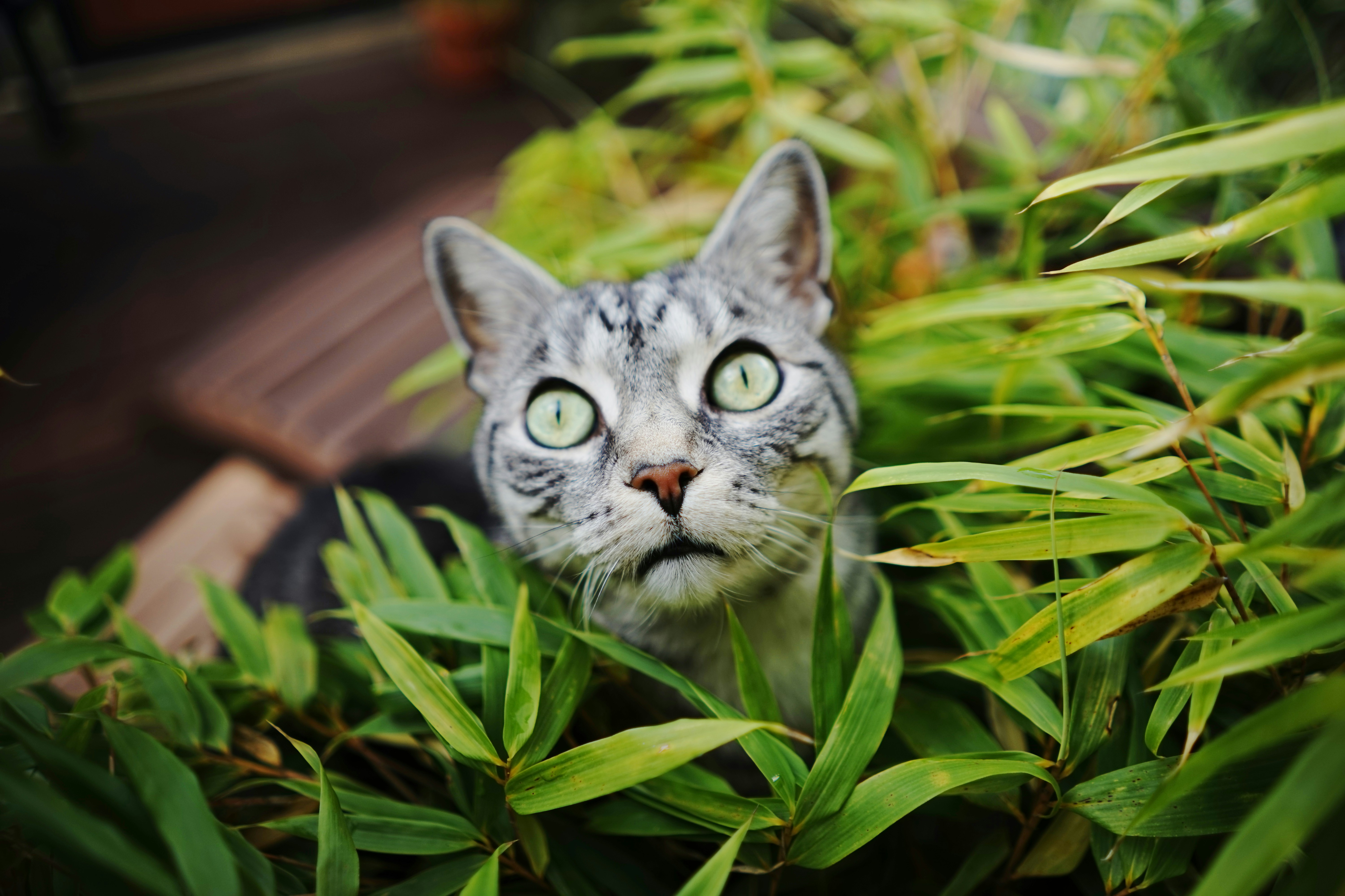 Kattenklauw: een krachtige plant uit het regenwoud