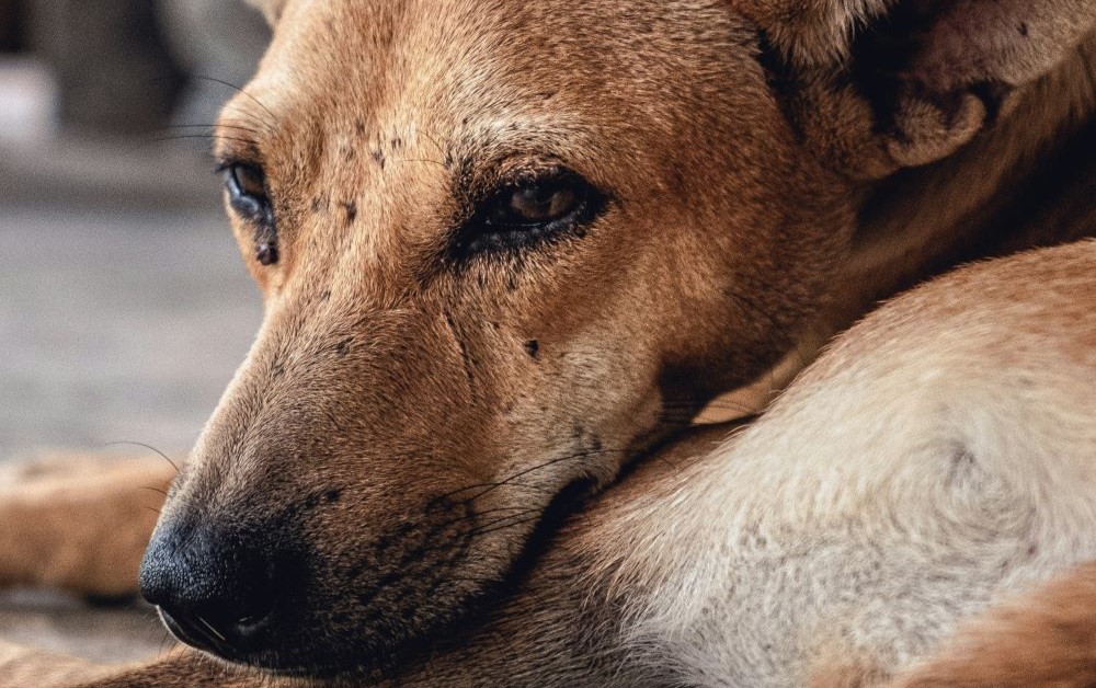 Teken bij honden en katten: wat te doen na een beet?