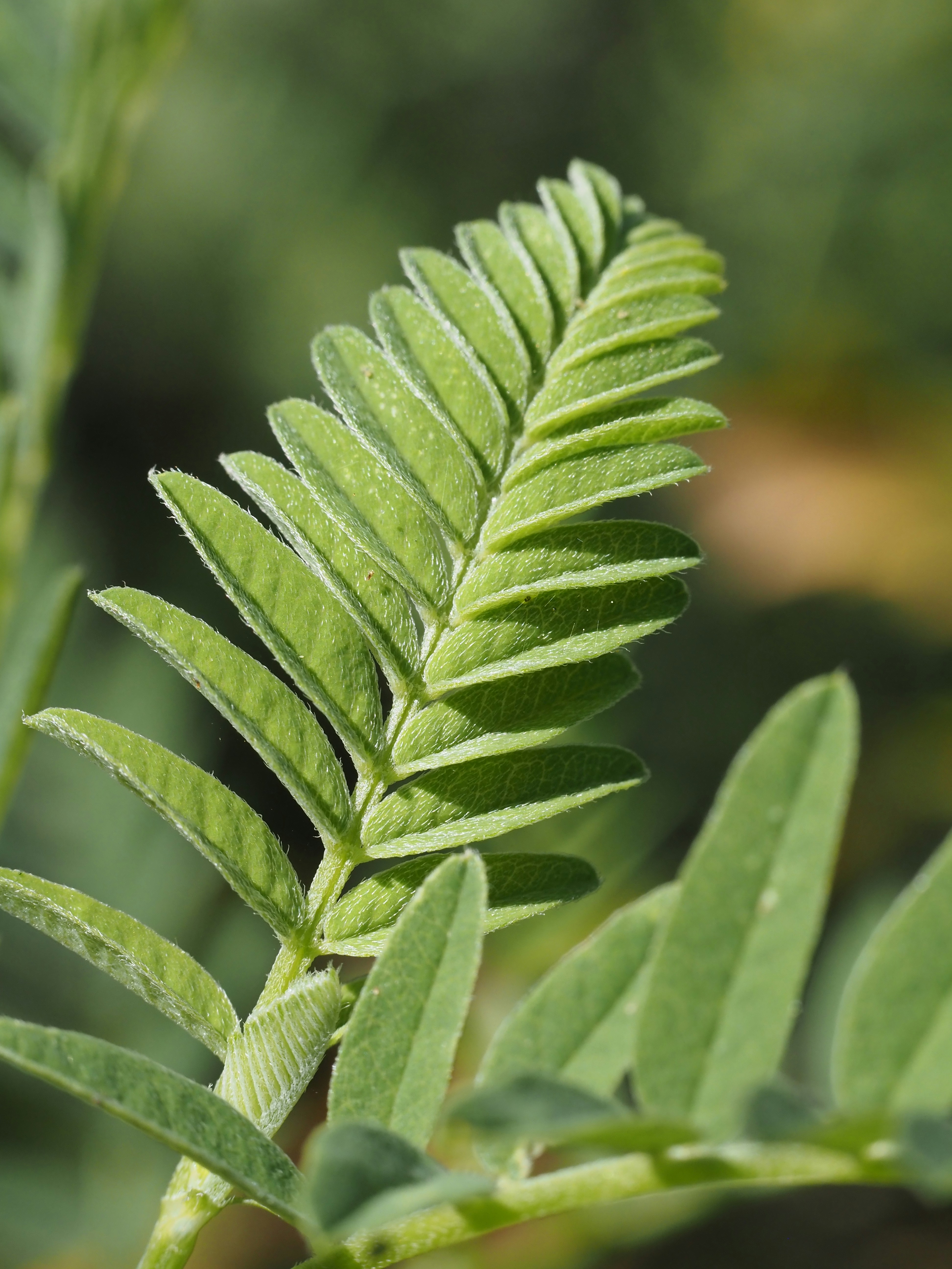 Astragalus: het wortelkruid dat kracht en weerstand ondersteunt