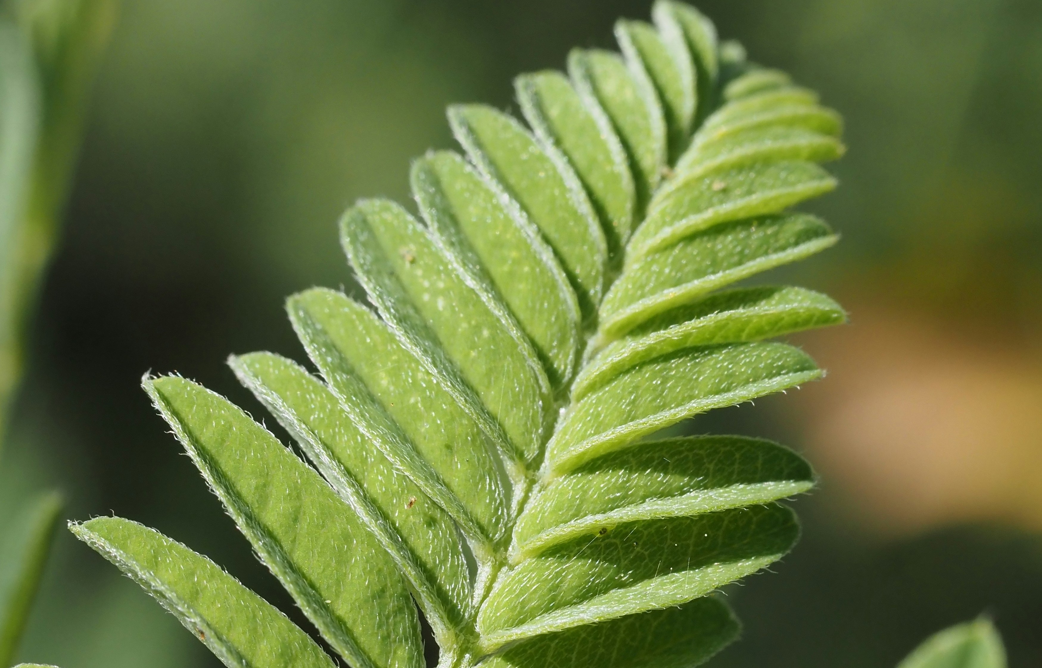 Astragalus: het wortelkruid dat kracht en weerstand ondersteunt